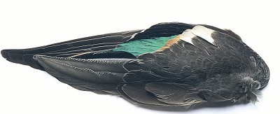 Teal Duck whole wings
